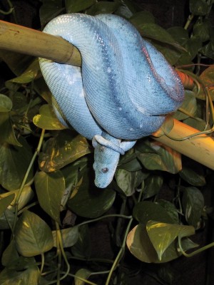 chondro24.jpg