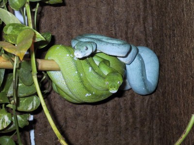 chondro26.jpg