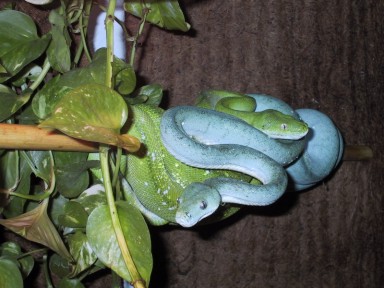 chondro29.jpg