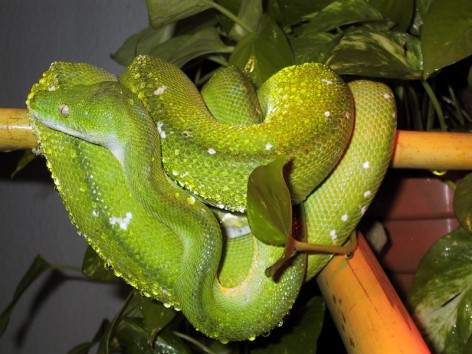 chondro30.jpg