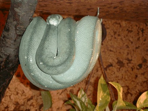 chondro8.jpg