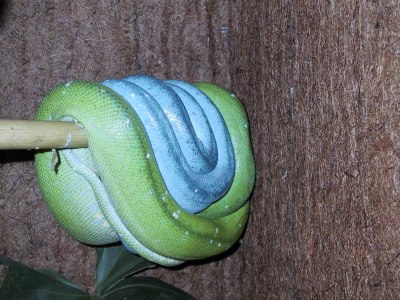 chondro9.jpg