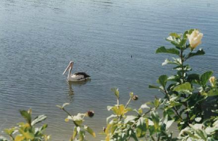 Pelican Beach