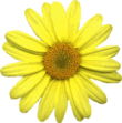 yeldaisyblanklg.gif (7045 bytes)
