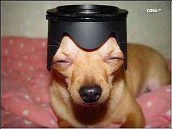 The kiev60 lens hood makes a great hat for your small dog