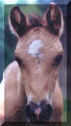 banner face.JPG (19999 bytes)