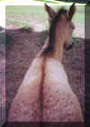 curly butt.JPG (29233 bytes)
