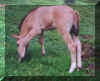 maybe grass.JPG (28759 bytes)