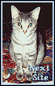 Brat Cats 
Next