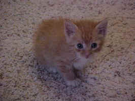 whiskers1.jpg (64512 bytes)