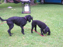 tillie and kiko playing