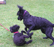tillie and kiko playing