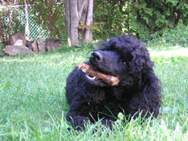 Kiko and stick