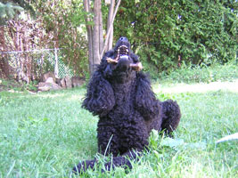 Kiko and stick.