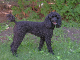 Kiko in the summer