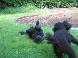 Kiko attacks Tillie again.