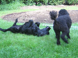 Kiko attacking Tillie
