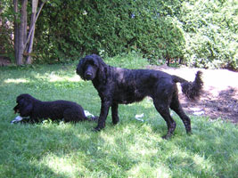 Kiko ignores Tillie