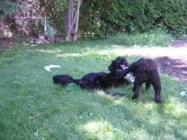 Kiko kills Tillie