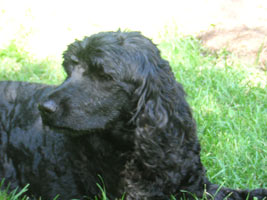 A portrait of TIllie