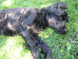 Tillie is resting quietly
