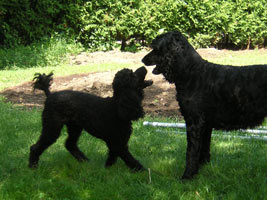 Kiko and stick