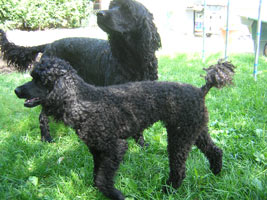 Kiko and stick.