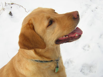 Bailey