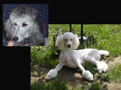 Kagan and Kosha