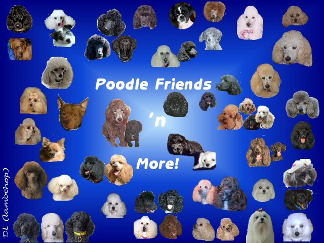 Poodle friends N More