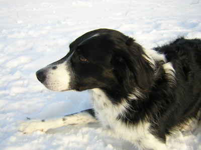Ranger