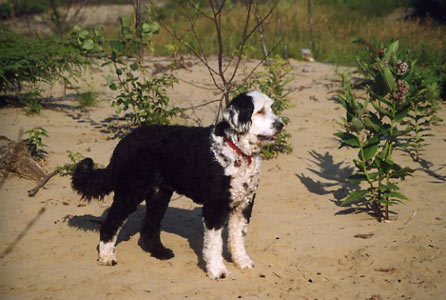 Riley
