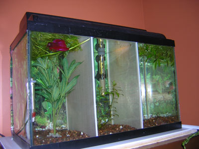Divided 10 gallon