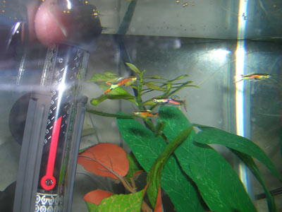 Endlers