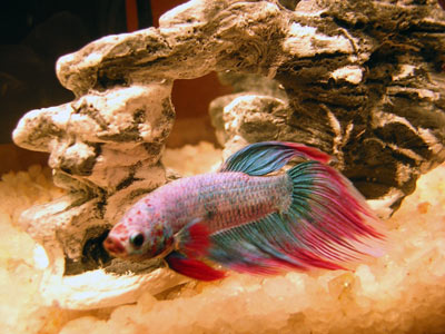 Marlin