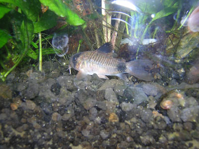 Panda cory