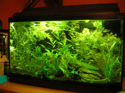 10 gallon planted