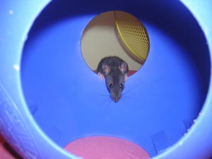 Dazzle looking into the blue ball