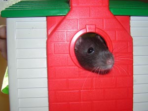 Dazzle looks out from the house