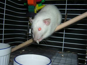 Diva eating a piece of apple