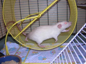 Diva in the wheel