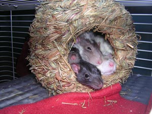 Everyone sleeping