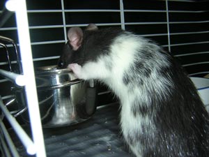 Sniffer drinking