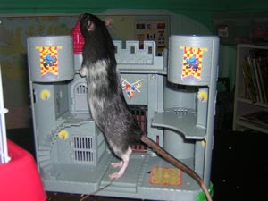 Sniffer in the castle