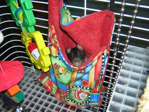 Sniffer in the pocket