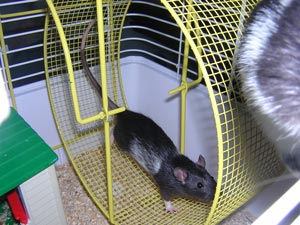 Sniffer in the wheel