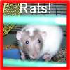 click here for the ratties page