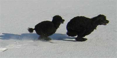 kiko and tillie zooming