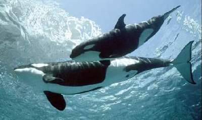 SwimmingPair