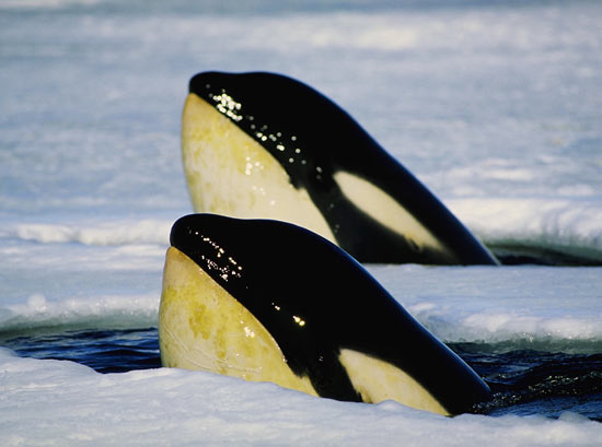 WinterOrcas